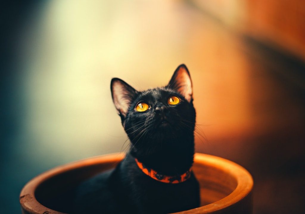 Quelle est la signification de voir un chat noir ?