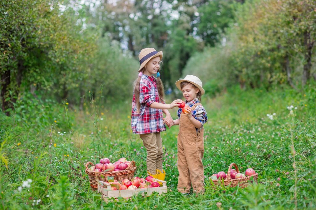 Cueillette de pommes en octobre : trouver un verger où les enfants cueillent vraiment