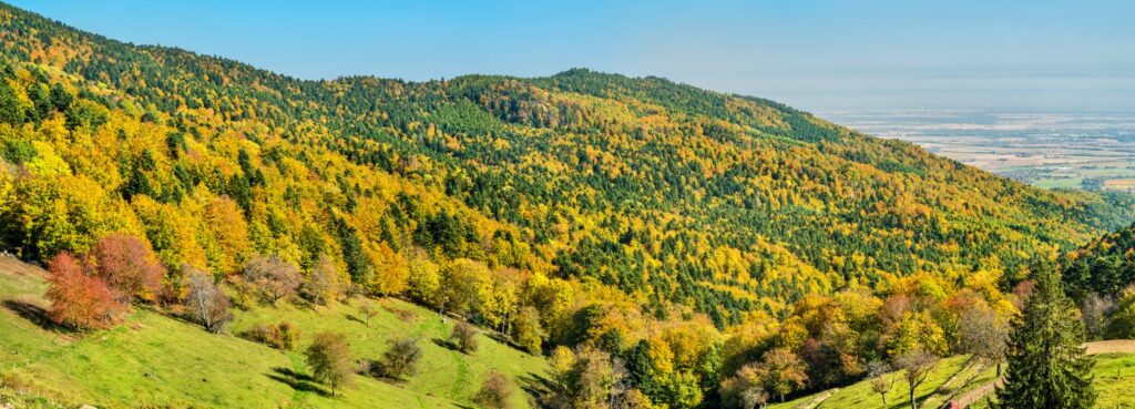 Découvrir la route des vins d’Alsace en octobre sans dégustation